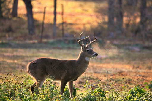 venado cola blanca